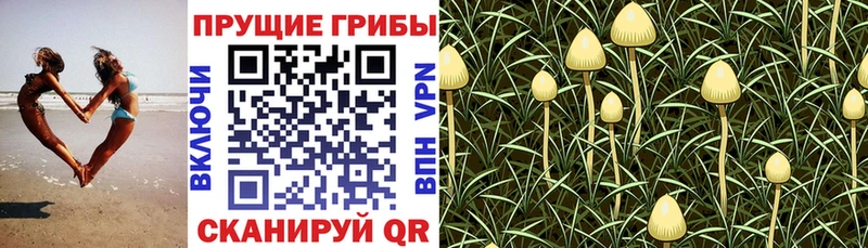 Галлюциногенные грибы MAGIC MUSHROOMS  Нелидово 